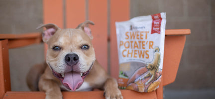 My Unforgettable Journey with Dr. Harvey's: Brightening Lives at the Denver Animal Shelter