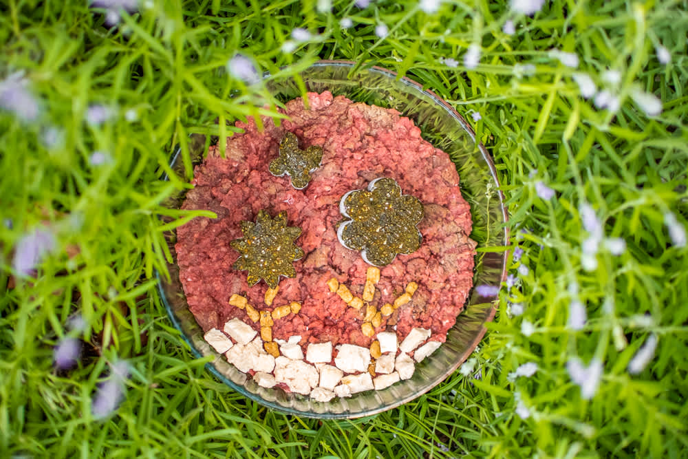 Raw Revelation: A Guide to Transitioning Your Dog to a Raw Diet