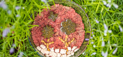 Raw Revelation: A Guide to Transitioning Your Dog to a Raw Diet