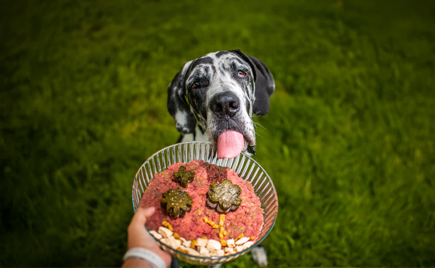 Raw Vibrance Spotlight: A Game Changer in Dog Nutrition