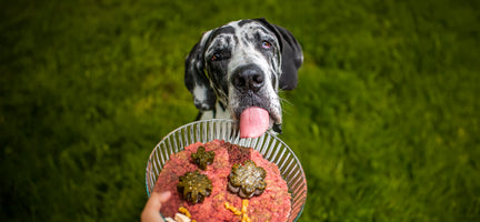 Raw Vibrance Spotlight: A Game Changer in Dog Nutrition