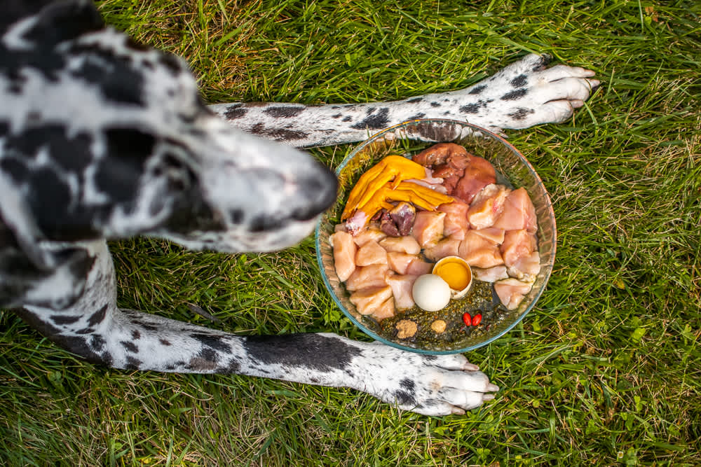 Rotational Feeding For Dogs: The Key to Optimal Health