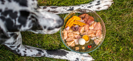 Rotational Feeding For Dogs: The Key to Optimal Health