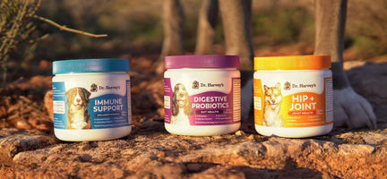 Keep Your Puppy's Digestive System Healthy with Dr. Harvey's Probiotic Soft Chews for Dogs