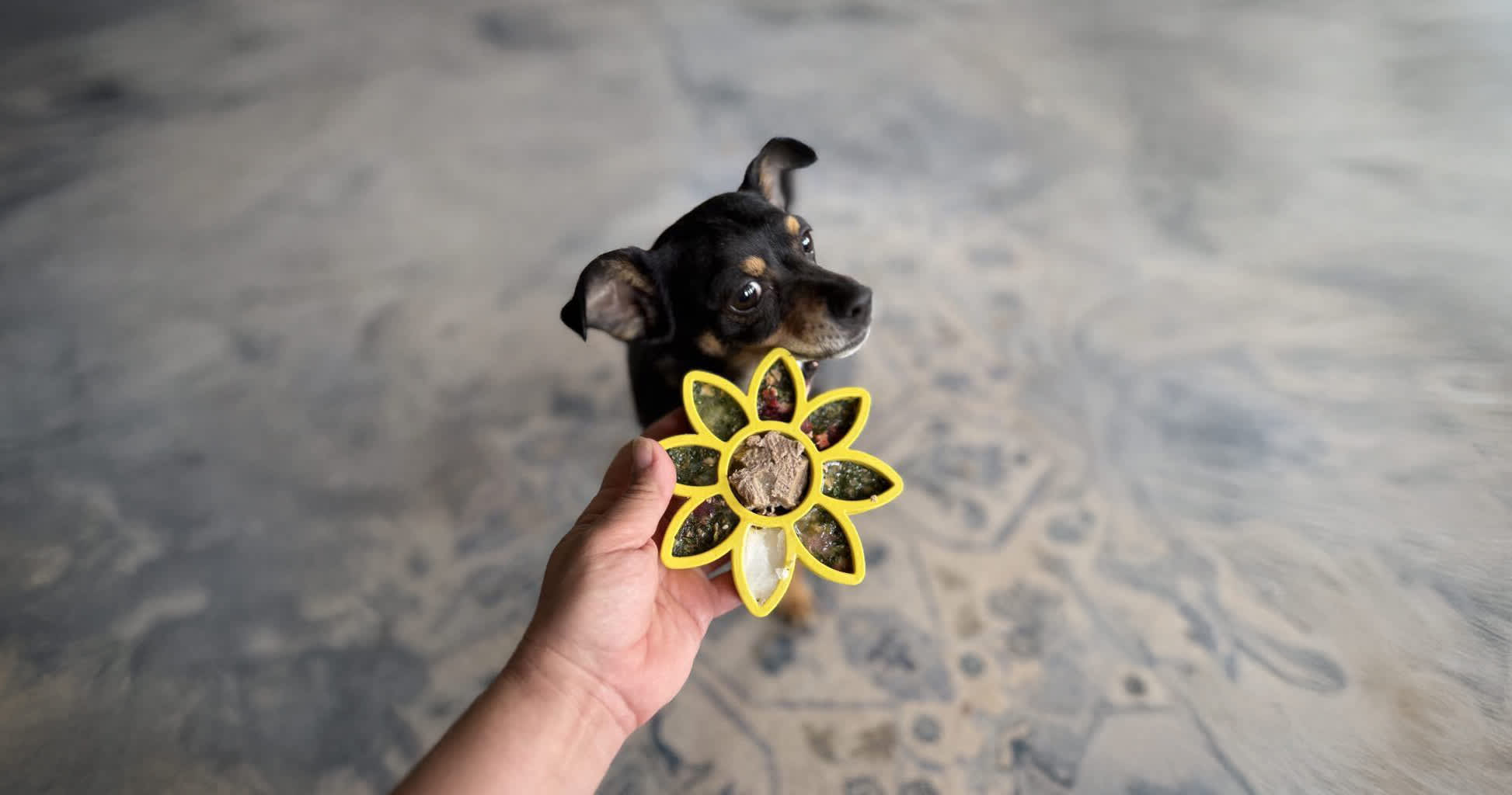 The Ultimate Puppy Starter Guide: Building a Healthy Foundation with Dr. Harvey’s
