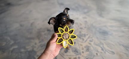 The Ultimate Puppy Starter Guide: Building a Healthy Foundation with Dr. Harvey’s