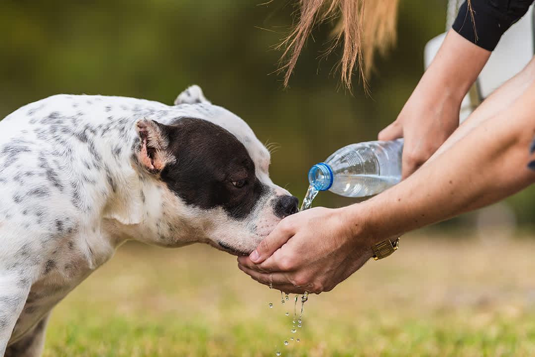 Paws and Hydrate: A Love Story On the Benefits of Water for Pups and the People Who Love Them