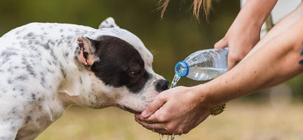 Paws and Hydrate: A Love Story On the Benefits of Water for Pups and the People Who Love Them