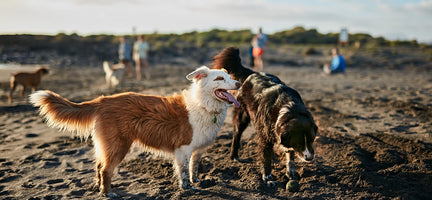 Bark Your Way Through National Dog Month: A Tail-Wagging Celebration!
