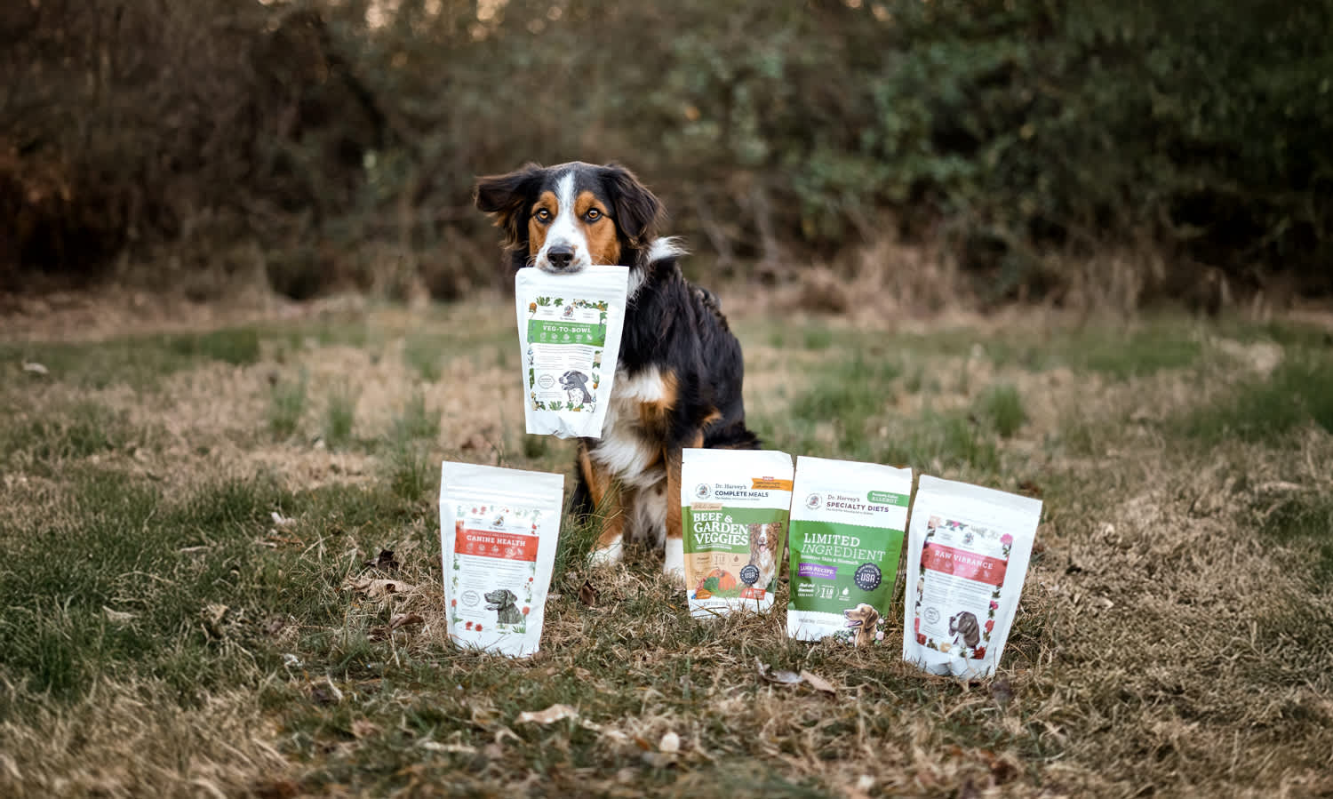 Discover Dr. Harvey's Trials: The Perfect Way to Find Your Dog's Favorite Meal