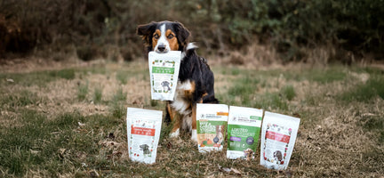 Discover Dr. Harvey's Trials: The Perfect Way to Find Your Dog's Favorite Meal