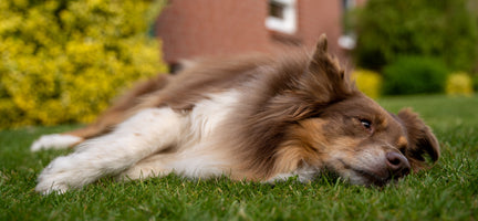 Dog Food for a Sensitive Stomach: How Diet May Be the Solution to Your Dog’s Tummy Trouble
