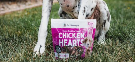 Hearty Solutions: Dr. Harvey’s Chicken Hearts - The Ultimate Pill Pocket Substitute