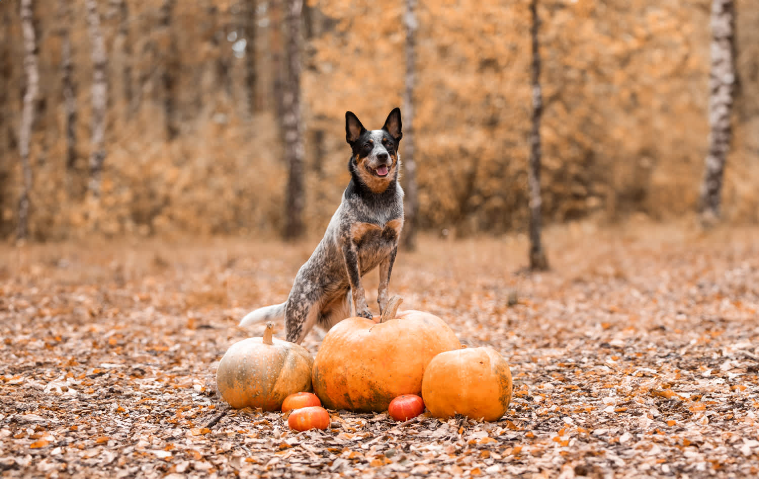 The Benefits of Seasonal Fall Superfoods for Your Pup