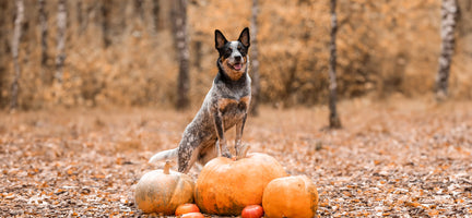 The Benefits of Seasonal Fall Superfoods for Your Pup