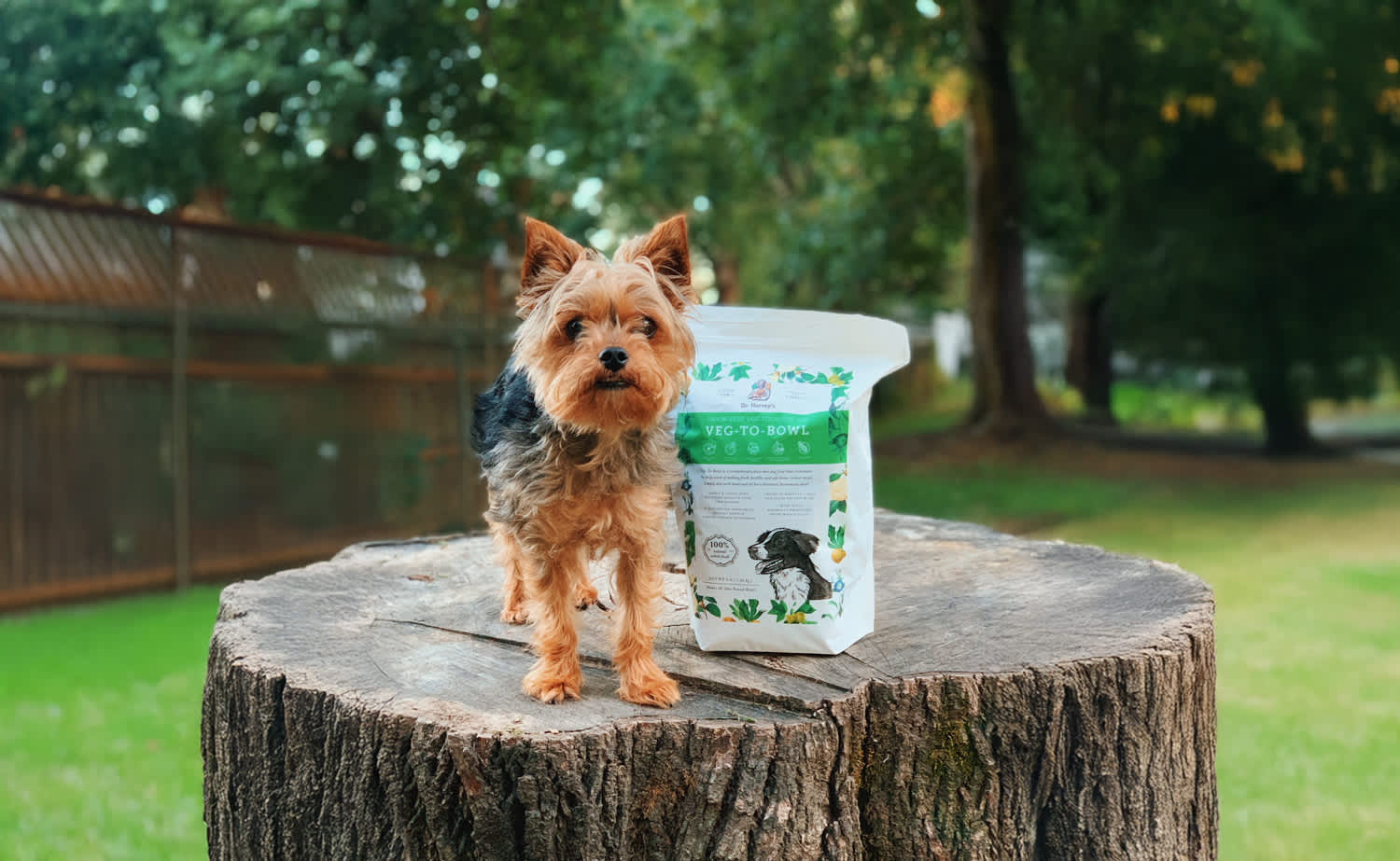 Hop Into Health: How Carrots in Veg-to-Bowl Support Your Dog’s Well-Being