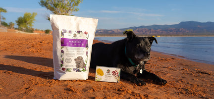 Boosting Your Senior Dog’s Health with Dr. Harvey’s Supplements