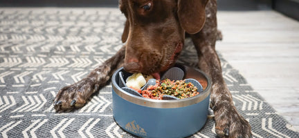 Can Dogs Eat Garlic? Discover the Truth & Benefits