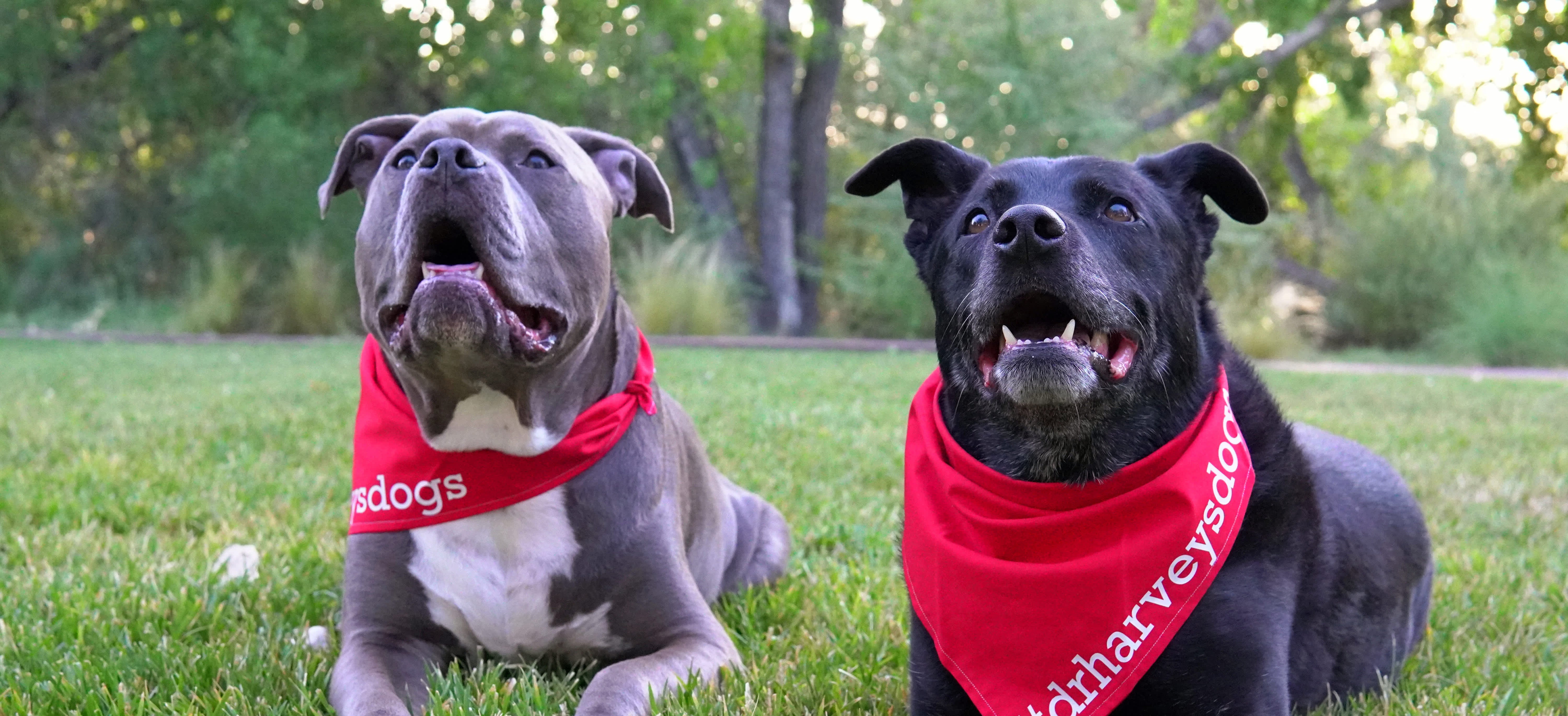 Meet the #DrHarveysDogs and Hear Their Testimonials - Part 2