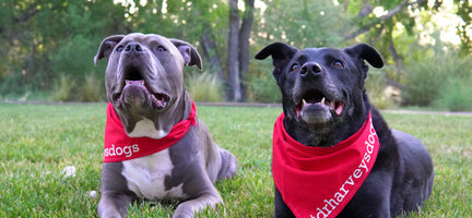 Meet the #DrHarveysDogs and Hear Their Testimonials - Part 2
