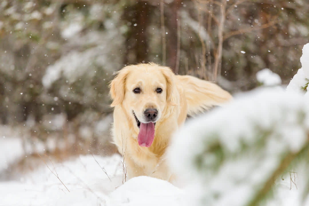 Winter Skin Care for Dogs: The Role of Nutrition