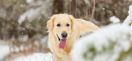 Winter Skin Care for Dogs: The Role of Nutrition