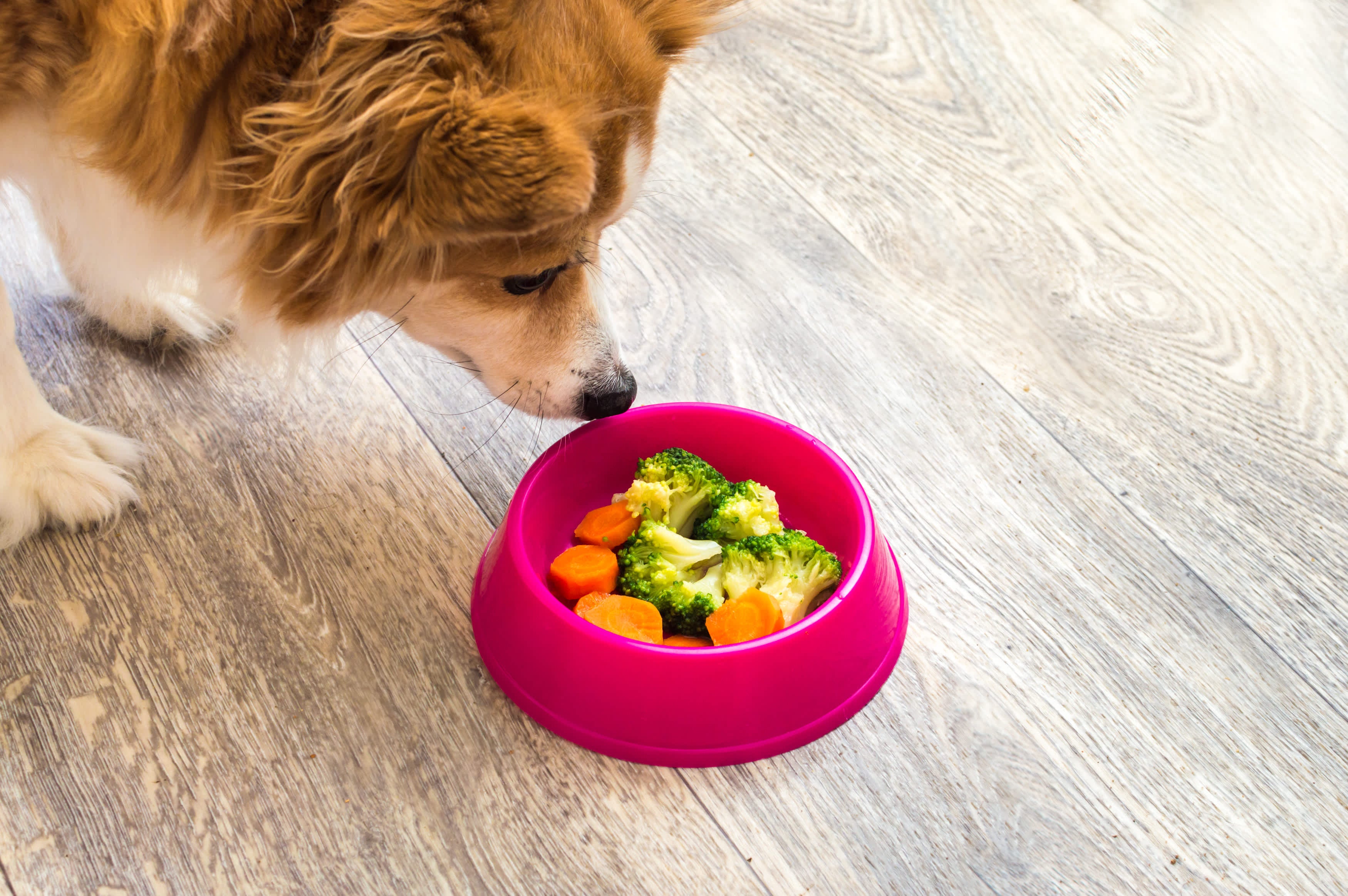 What Vegetables Are Good for Dogs (12 Best Choices)
