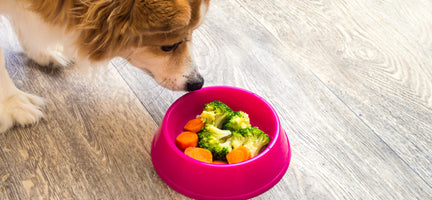 What Vegetables Are Good for Dogs (12 Best Choices)