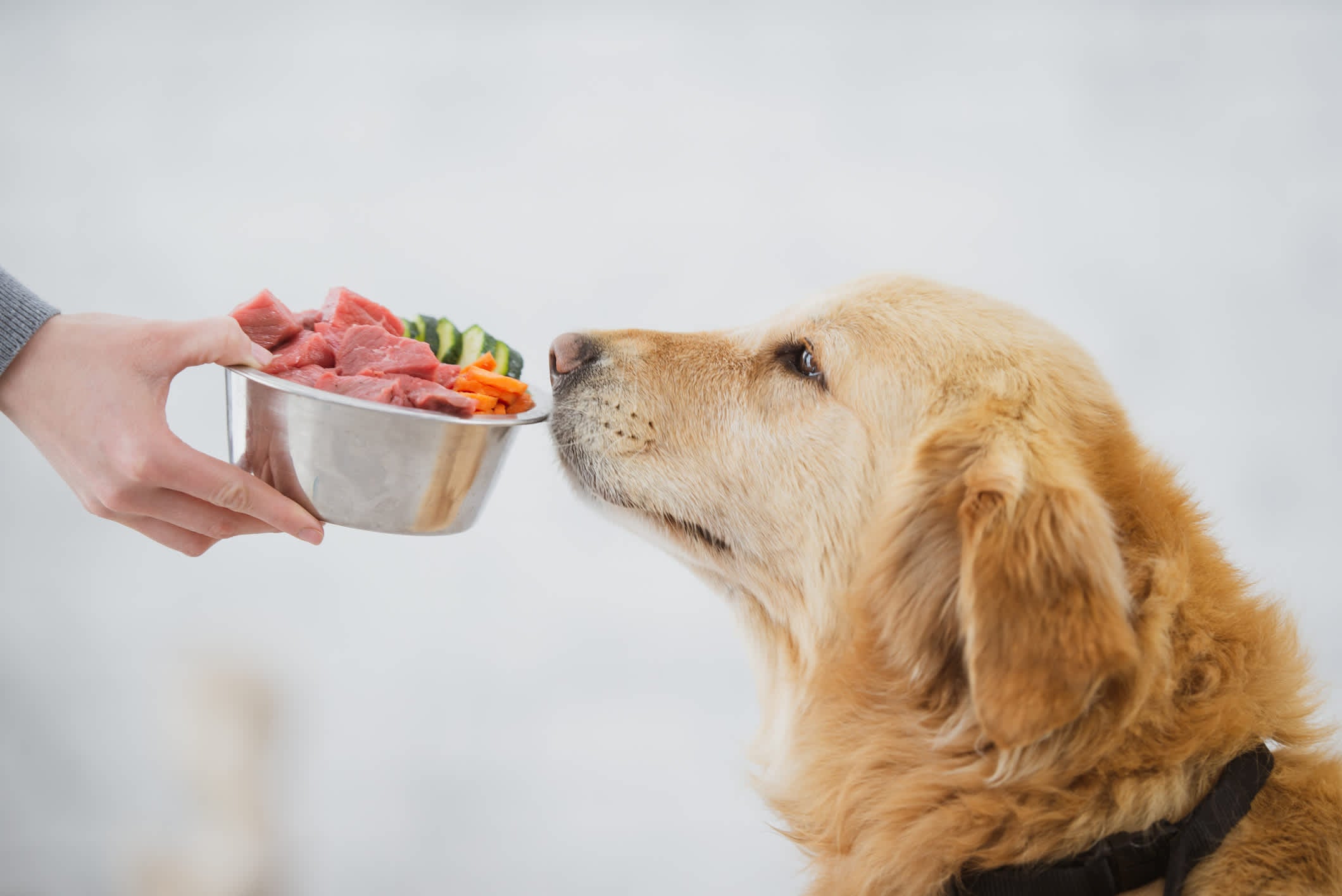Cancer Diet — Food for Dogs with Cancer