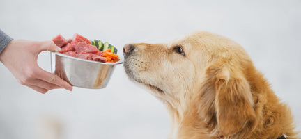 Cancer Diet — Food for Dogs with Cancer