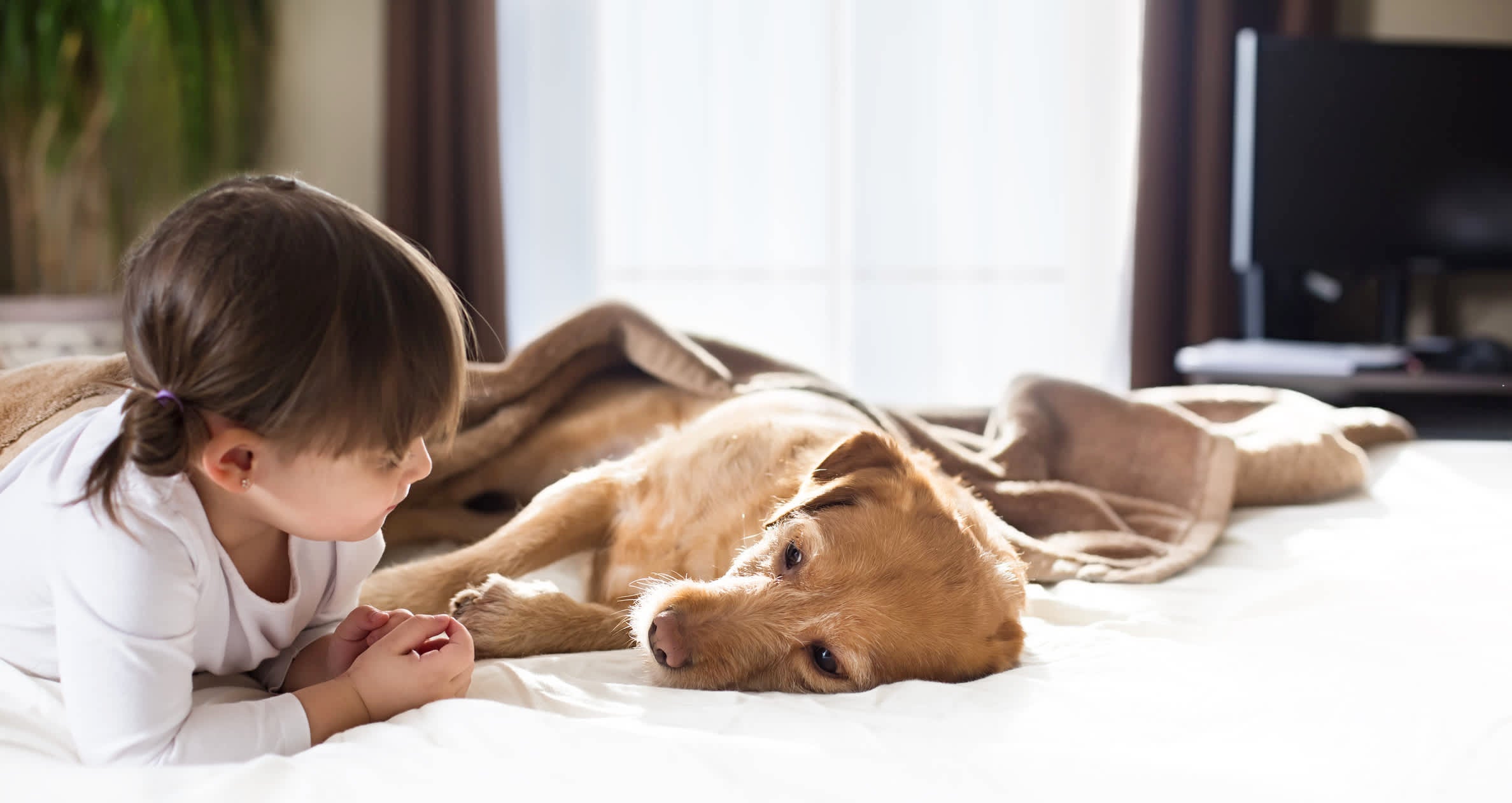 Home Remedies for Dog Diarrhea: Help Your Companion Feel Better