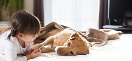 Home Remedies for Dog Diarrhea: Help Your Companion Feel Better