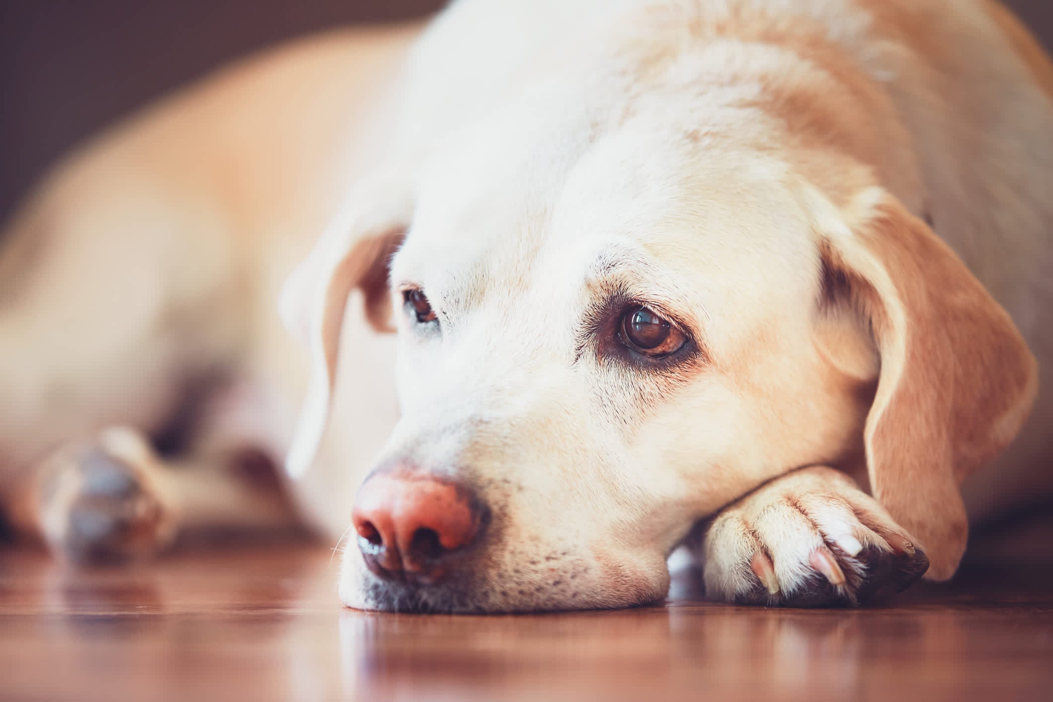 Dog Gut Health: How To Improve Your Dog's Health