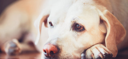 Dog Gut Health: How To Improve Your Dog's Health