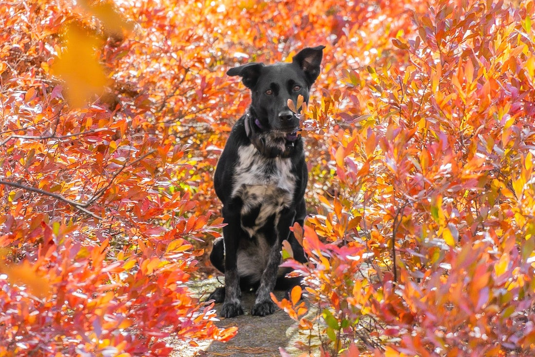 Keeping Your Dog Active in Autumn