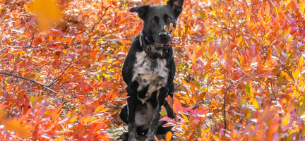 Keeping Your Dog Active in Autumn