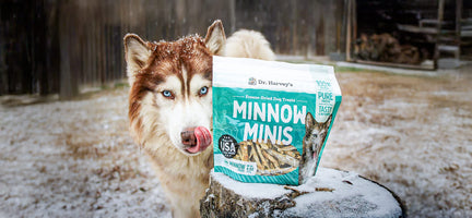 Introducing Dr. Harvey's Minnow Minis: The Perfect Guilt- Free Treat for Your Canine Companion