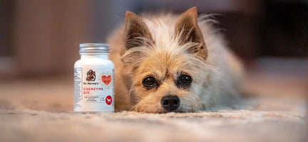 The NASC Seal: Our Commitment To You & Your Pets