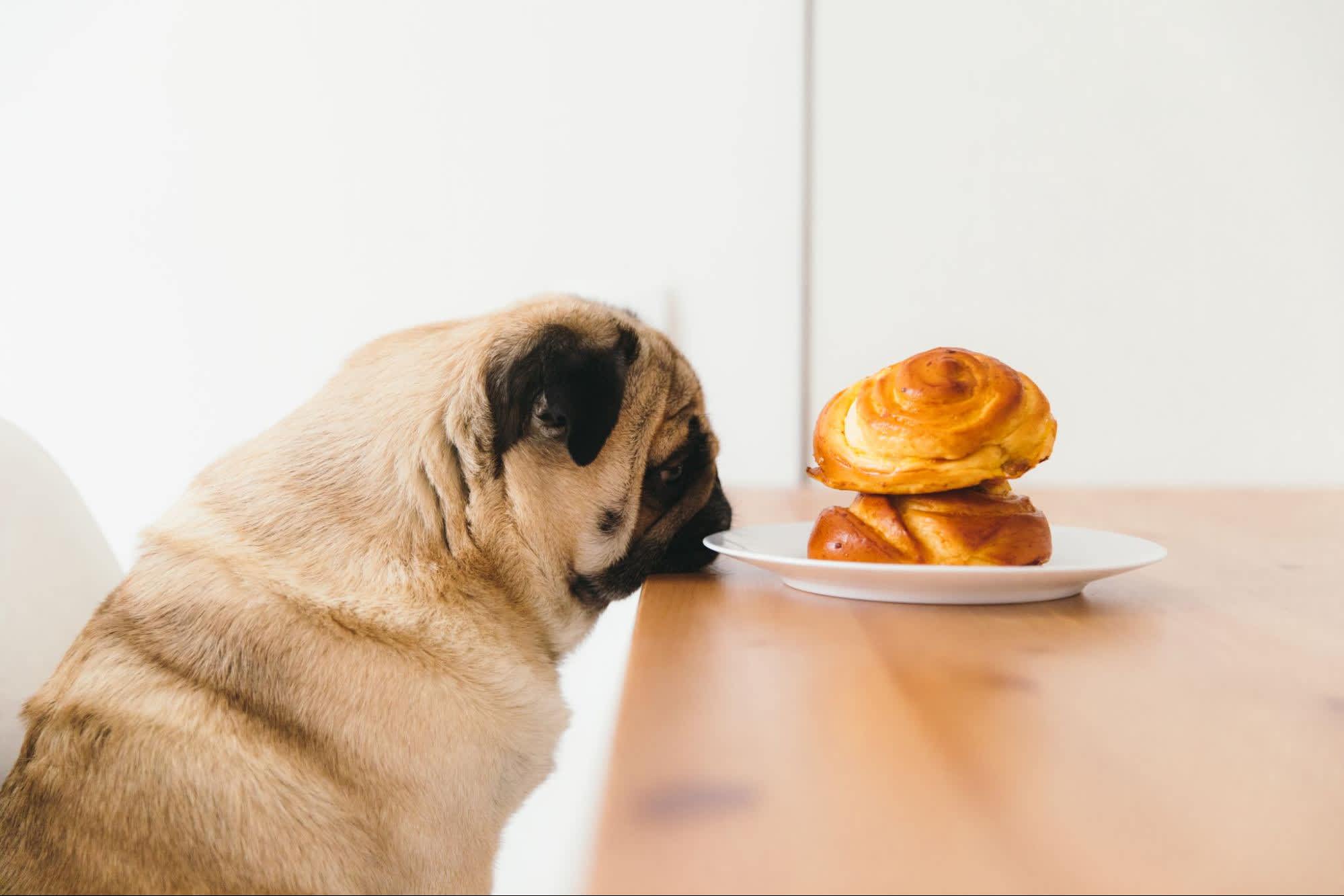 Can Dogs Eat Cinnamon? What You Need to Know