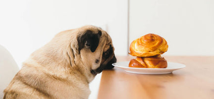 Can Dogs Eat Cinnamon? What You Need to Know