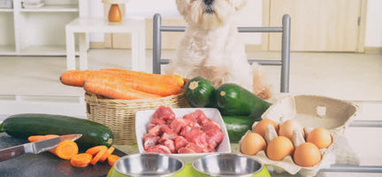 11 Benefits of Homemade Dog Food for Your Best Friend