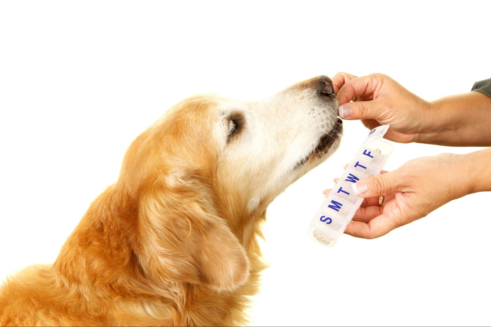 Why Natural Supplements for Pets Are Important