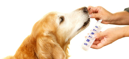 Why Natural Supplements for Pets Are Important