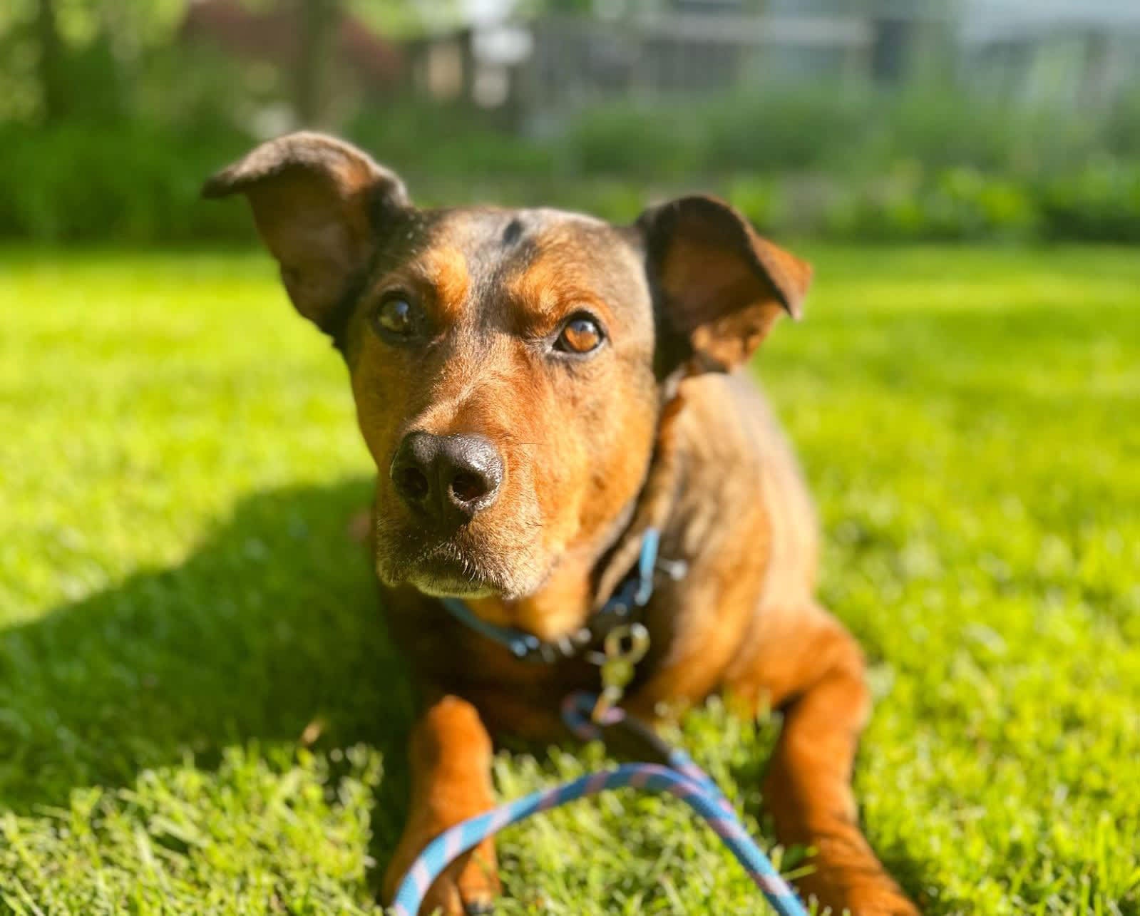 Dog Joint Health: Tips for Strong and Happy Joints