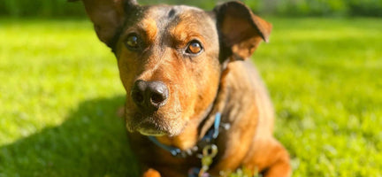 Dog Joint Health: Tips for Strong and Happy Joints