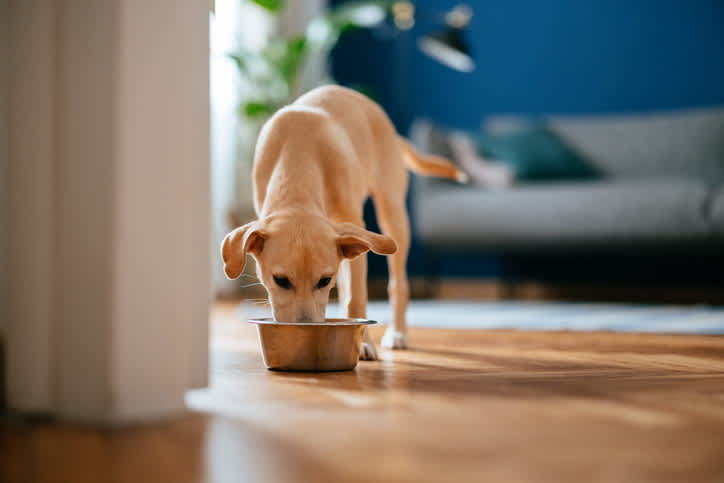 Freeze-Dried vs. Dehydrated Dog Food: What's the Difference?