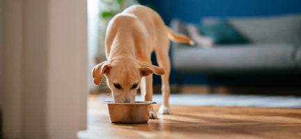 Freeze-Dried vs. Dehydrated Dog Food: What's the Difference?