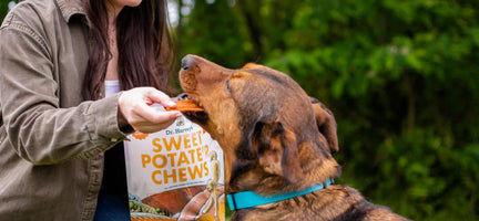 Chewing on the Truth: Is Kibble Really Essential for Dental Health?