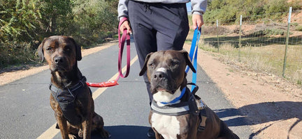 Take a Walk on the Wild Side – Leash Walks with your Four Legged Pal