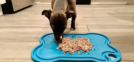 Mine Pet Platter: A Smarter Way to Feed Dogs